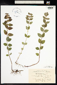 Mentha aquatica image
