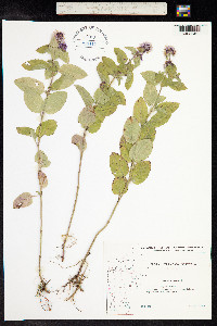 Mentha aquatica image