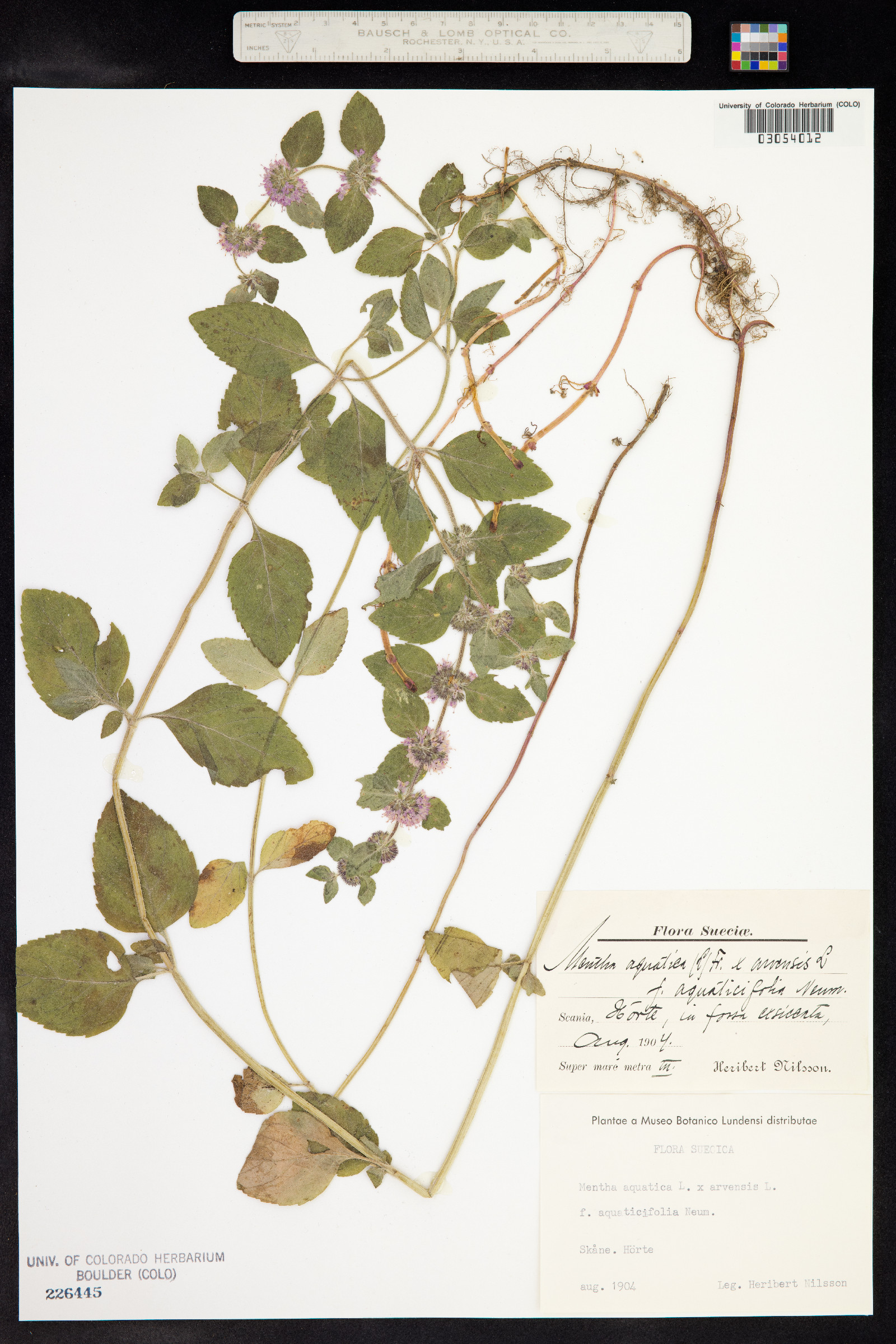 Mentha aquatica image