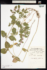 Mentha aquatica image