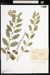 Mentha aquatica image