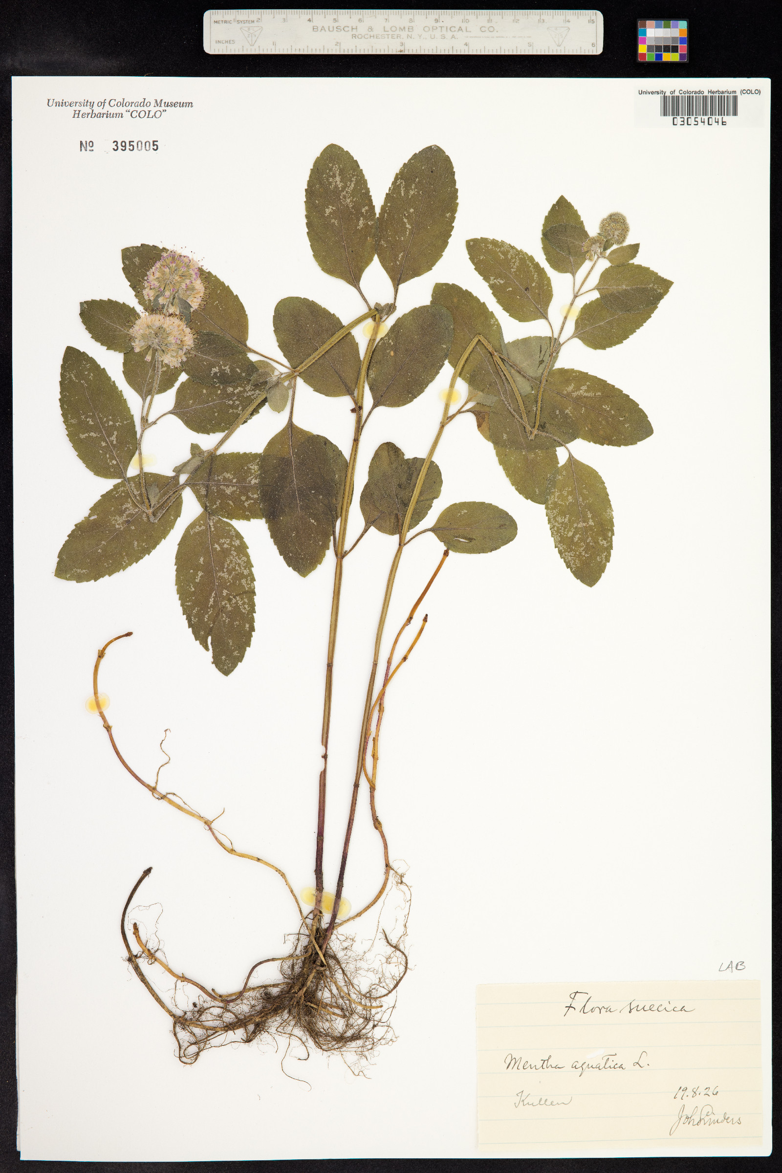 Mentha aquatica image