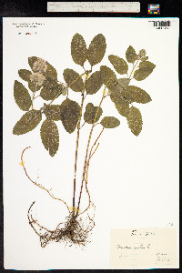 Mentha aquatica image
