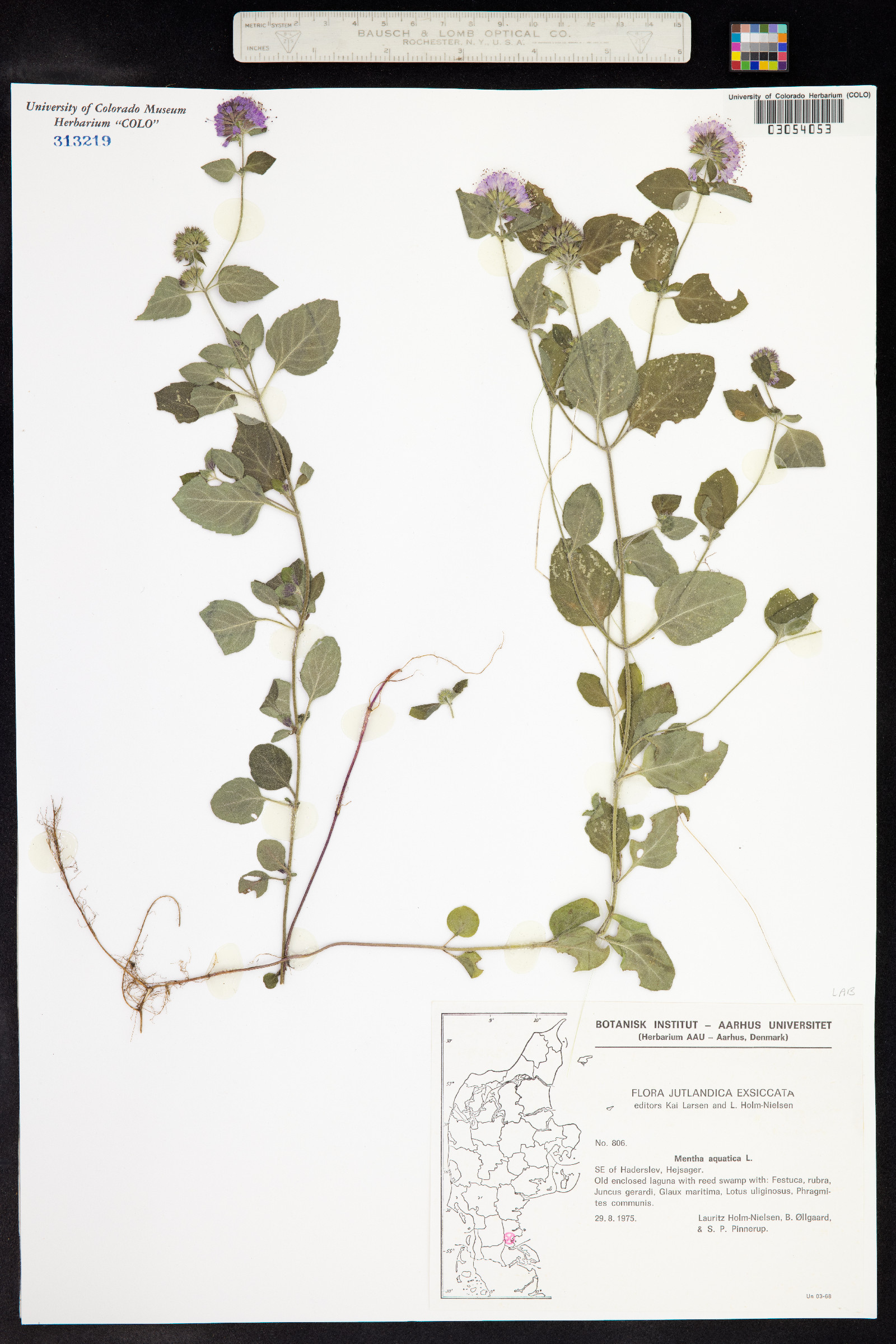 Mentha aquatica image