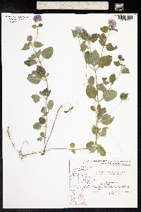Mentha aquatica image