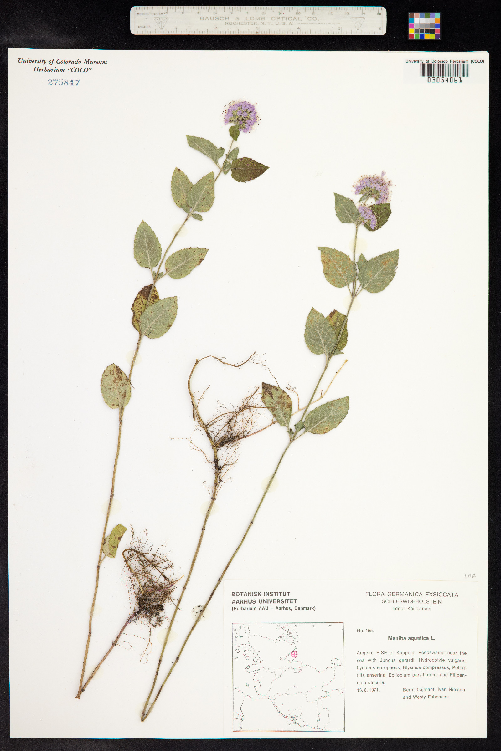 Mentha aquatica image