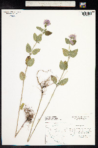 Mentha aquatica image