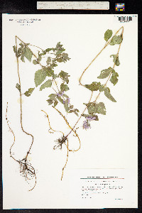 Mentha aquatica image