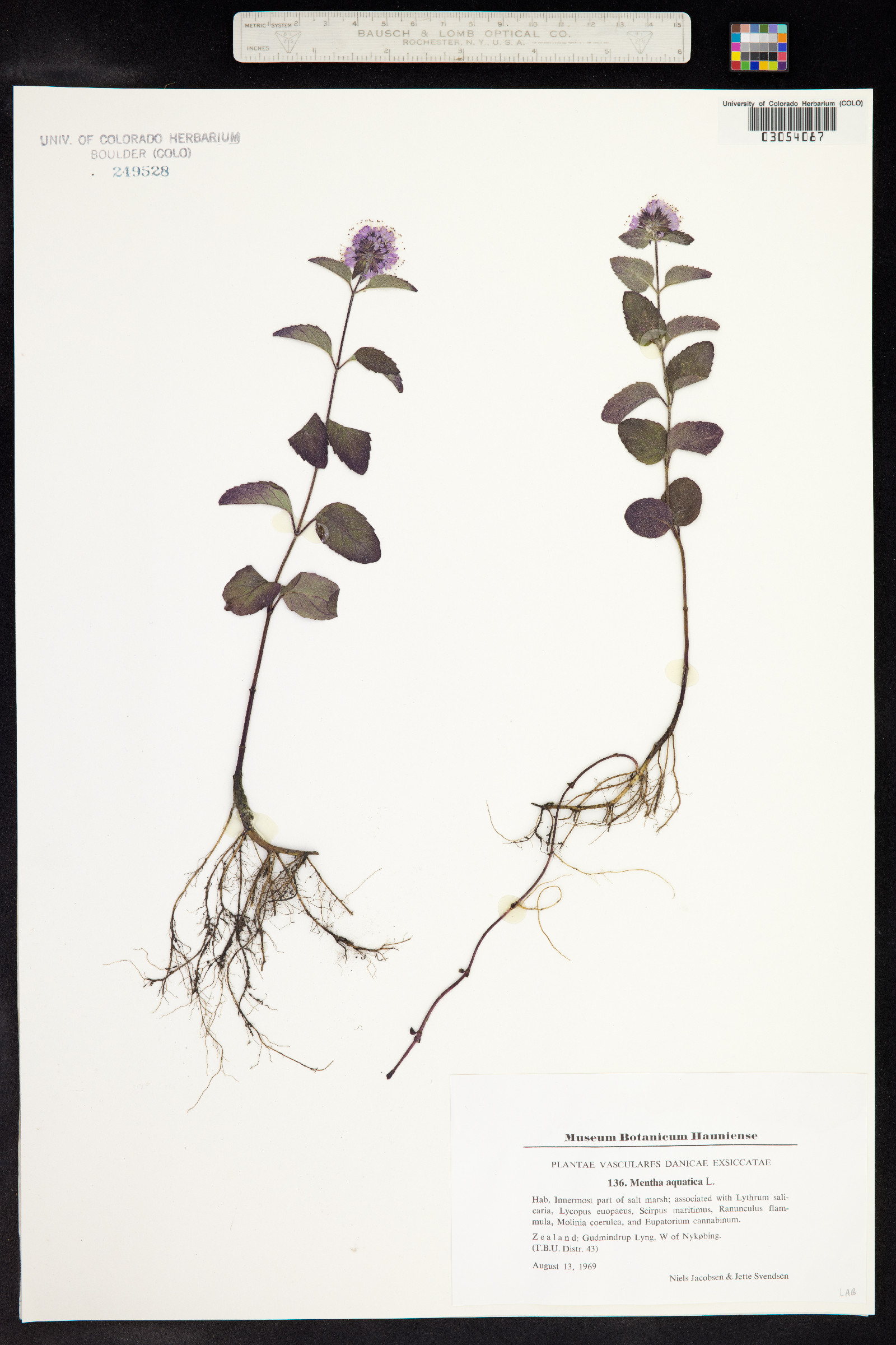 Mentha aquatica image