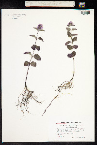 Mentha aquatica image