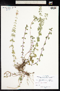 Mentha aquatica image