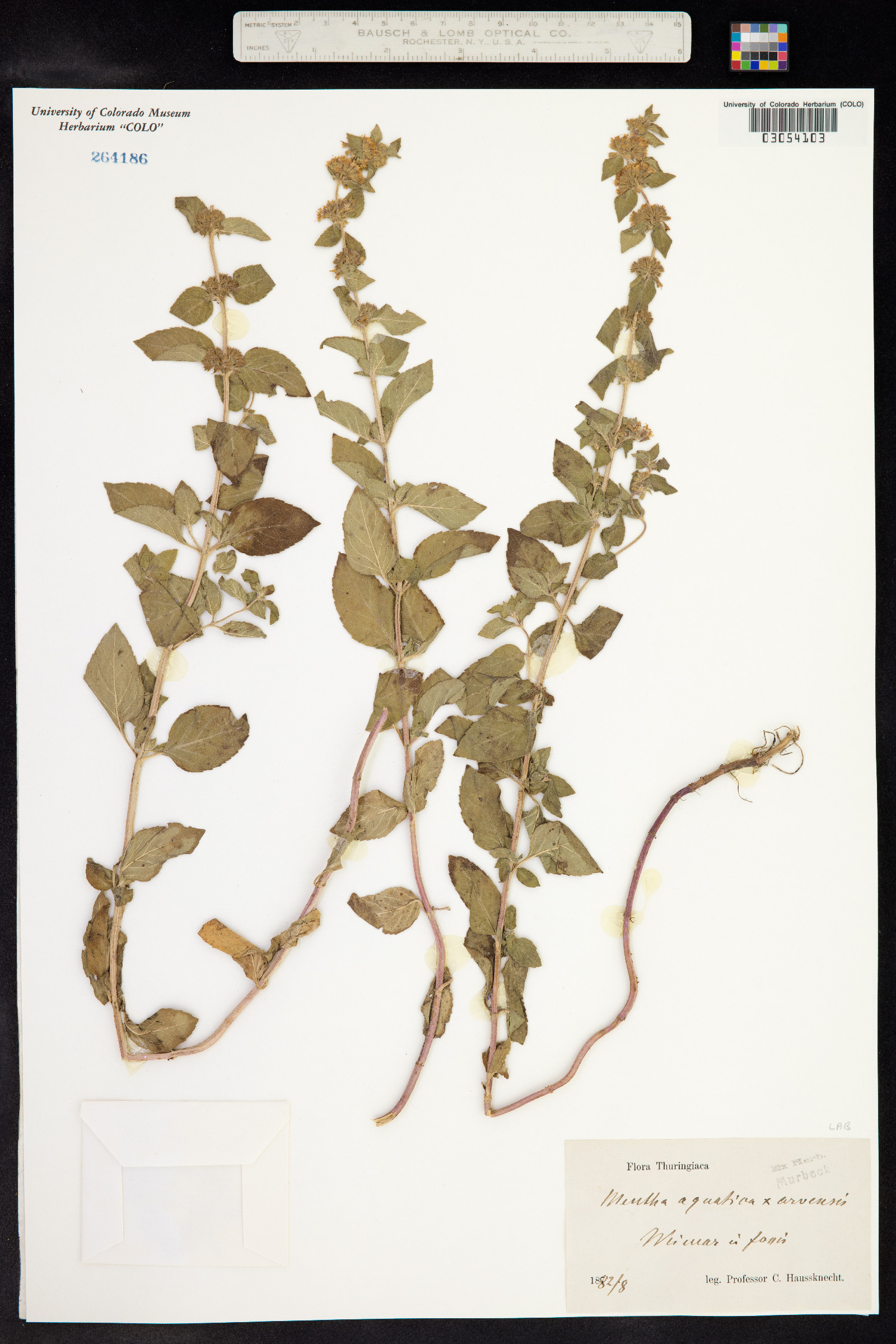 Mentha aquatica image