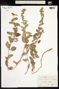 Mentha aquatica image