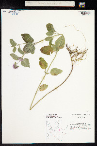 Mentha aquatica image