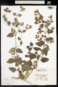 Mentha aquatica image