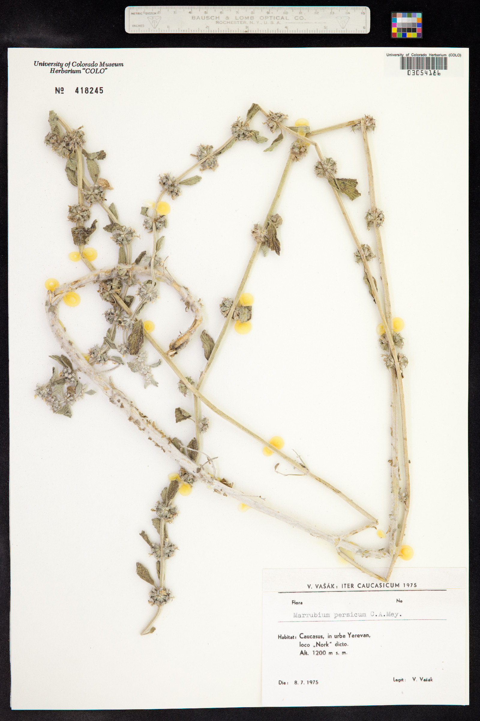 Marrubium persicum image