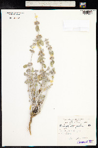 Marrubium persicum image