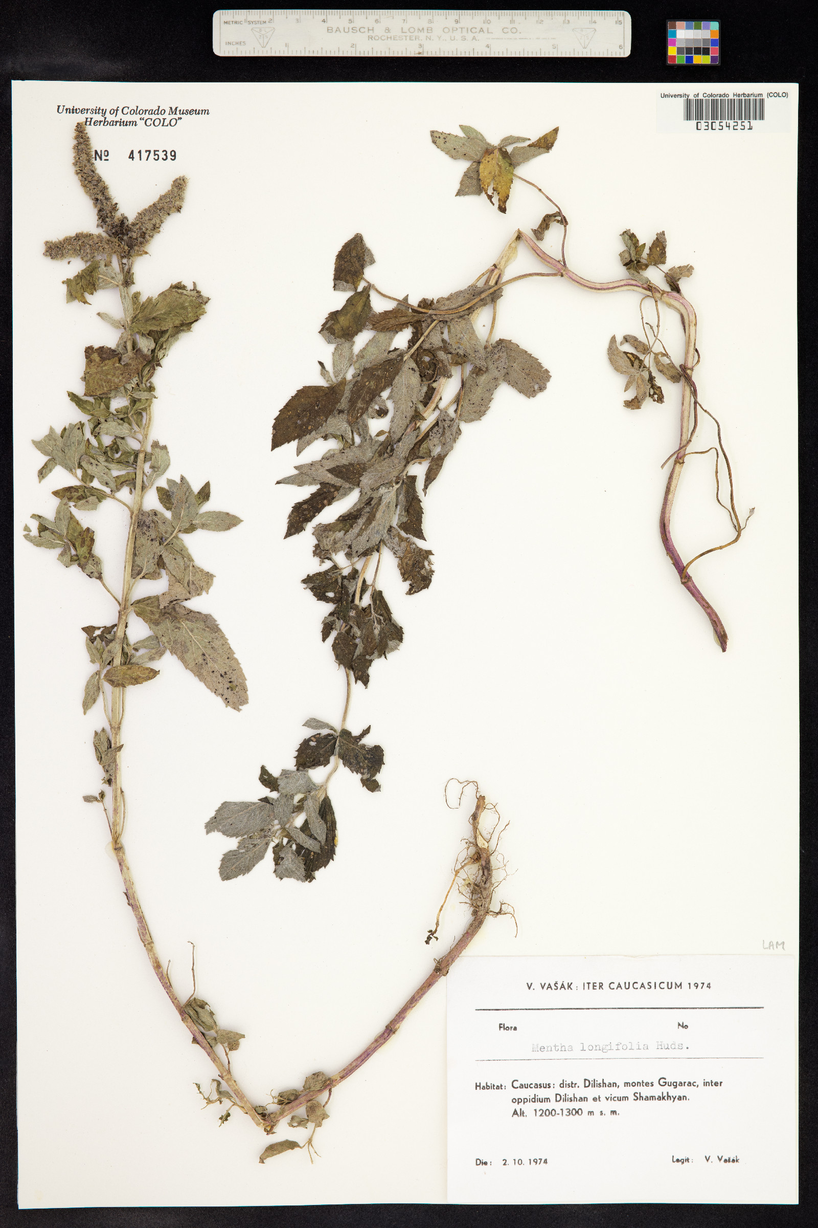 Mentha image