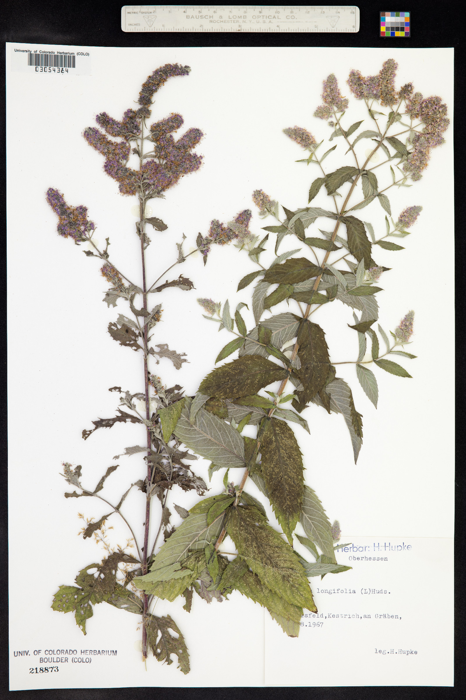 Mentha spicata image