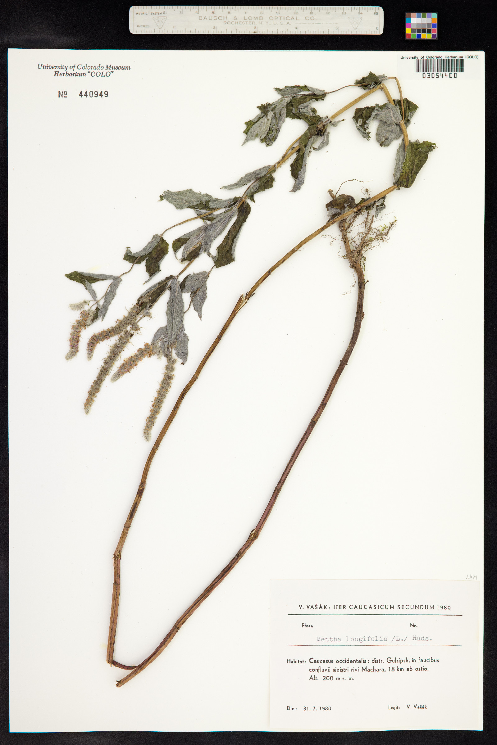 Mentha longifolia image