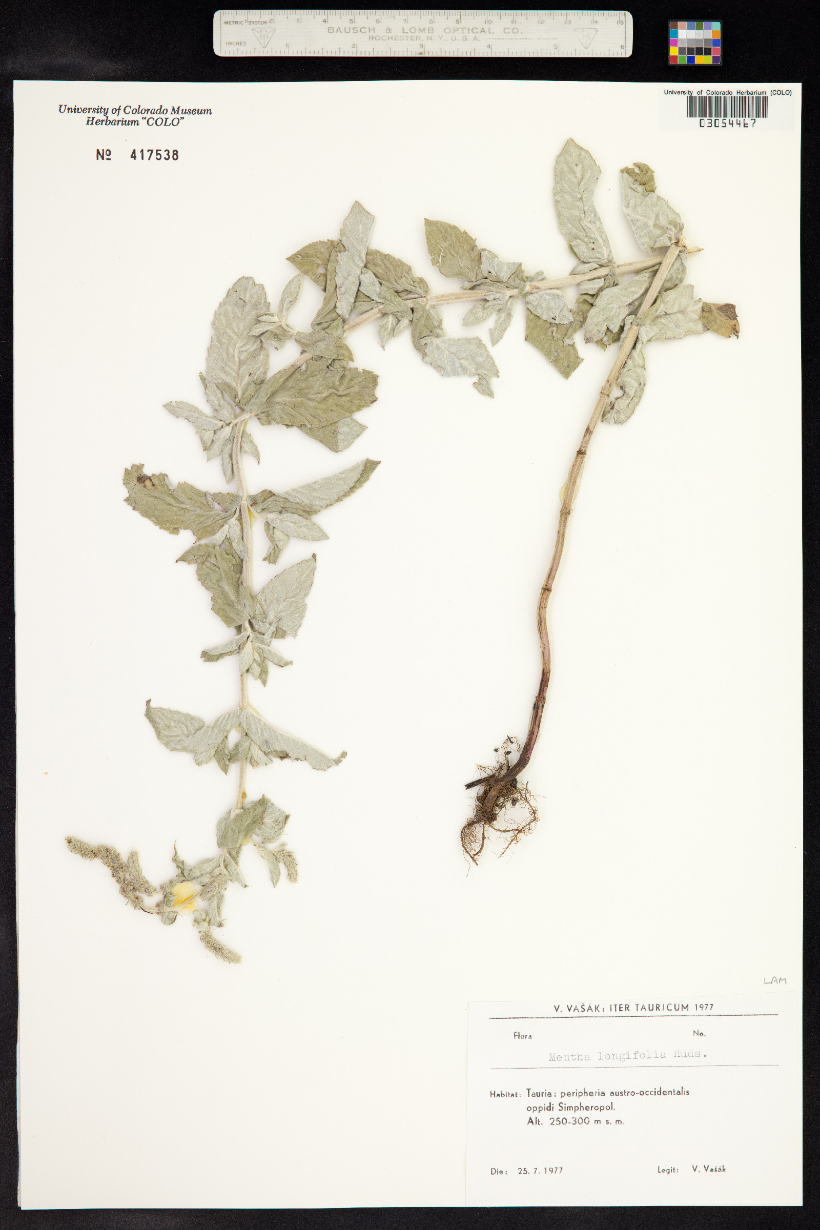 Mentha spicata image