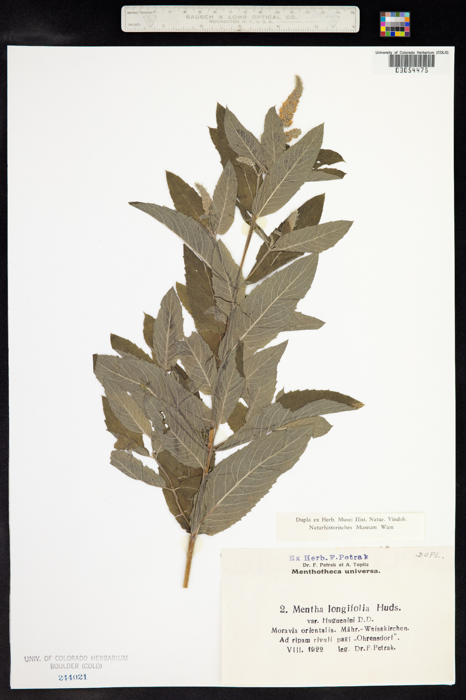 Mentha spicata image