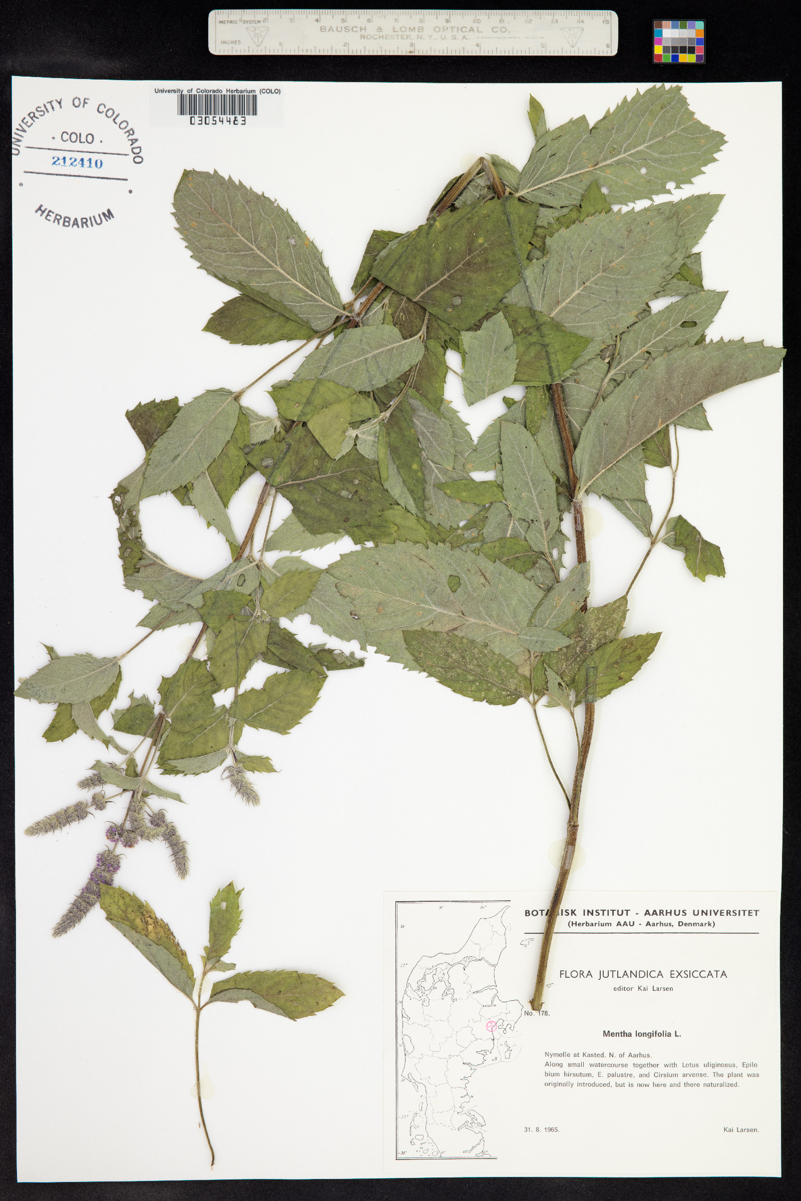 Mentha spicata image