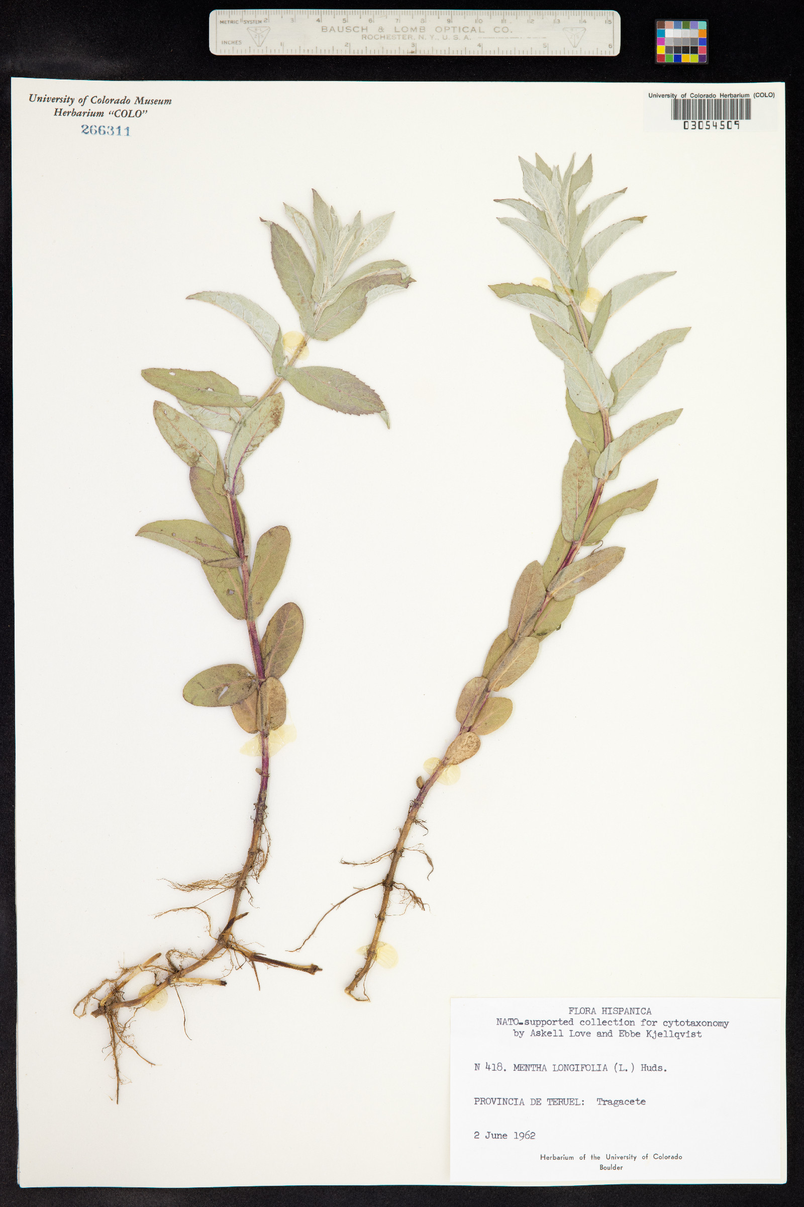 Mentha longifolia image