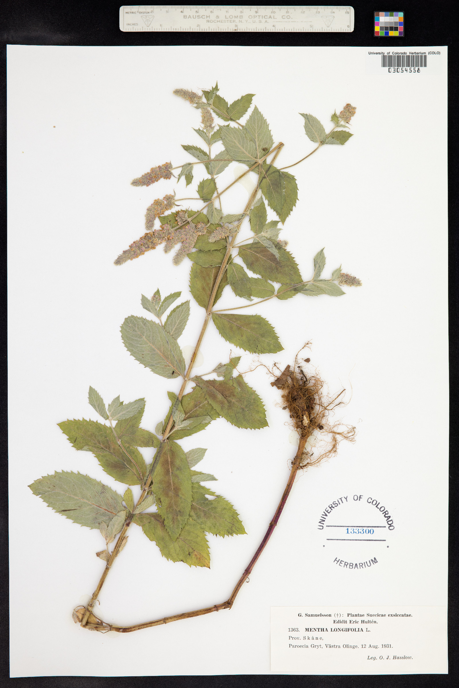 Mentha spicata image