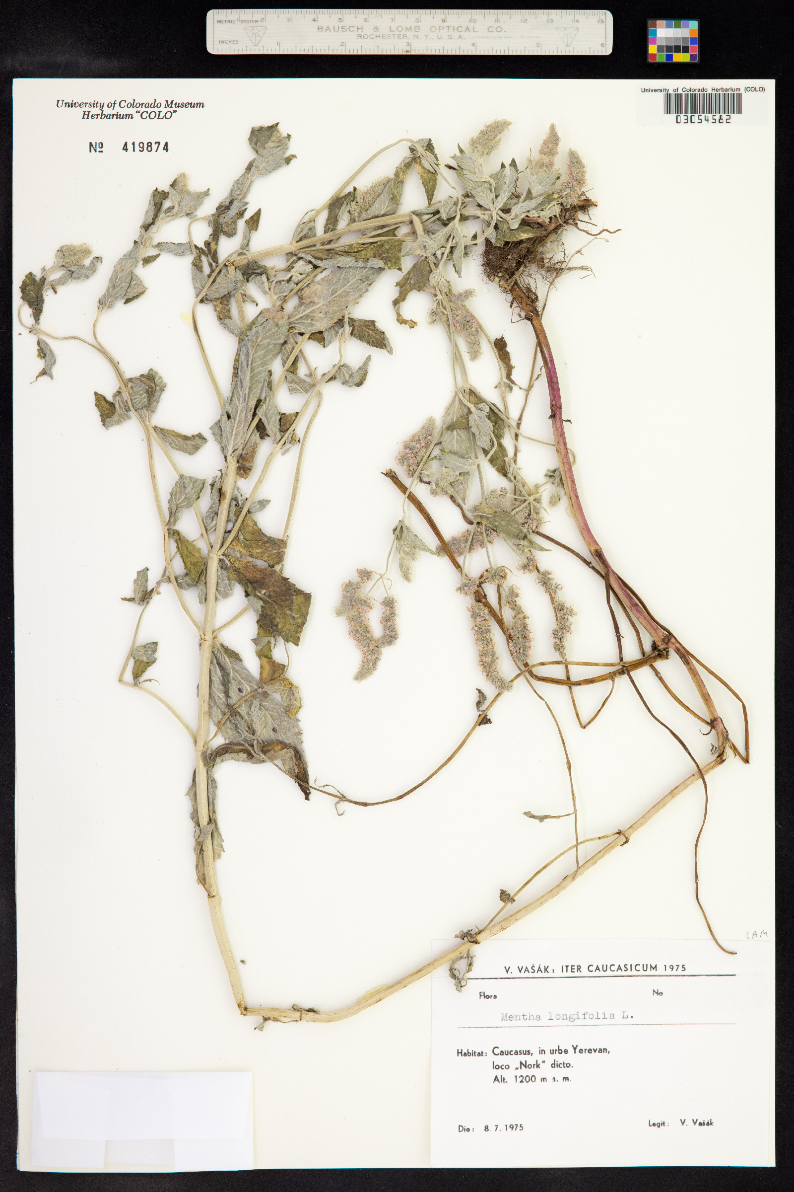 Mentha longifolia image