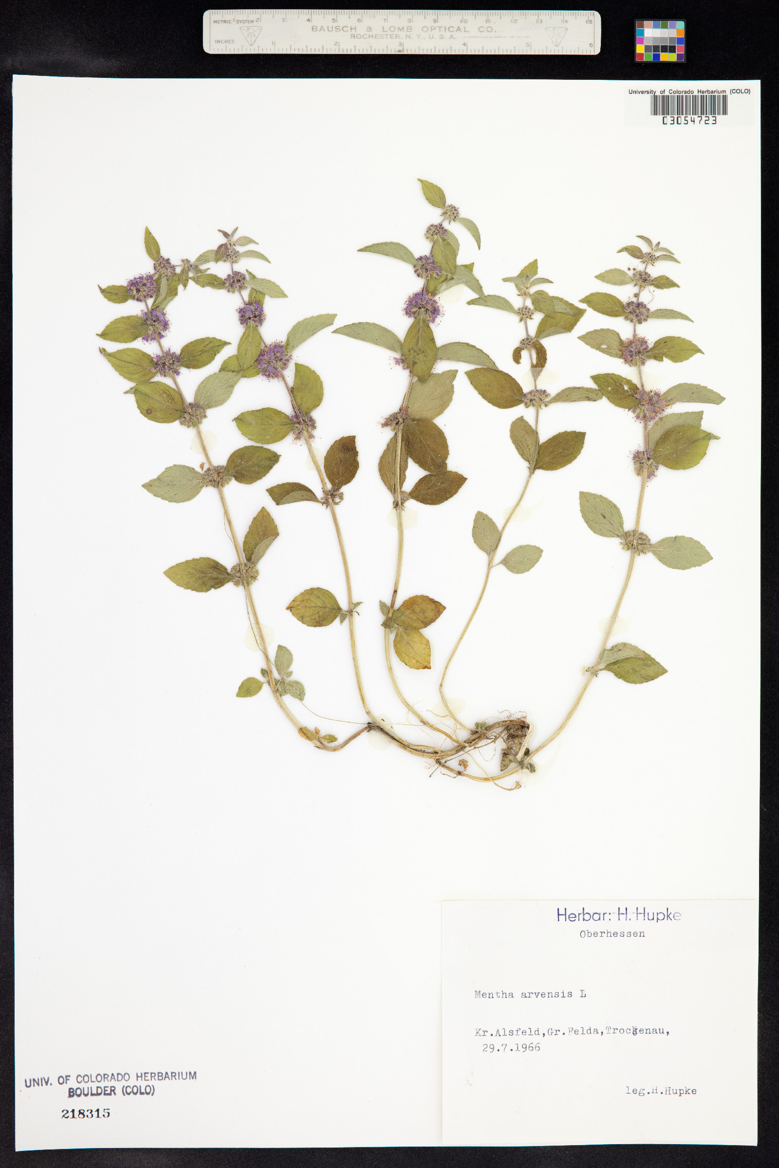Mentha arvensis image