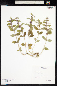 Mentha arvensis image