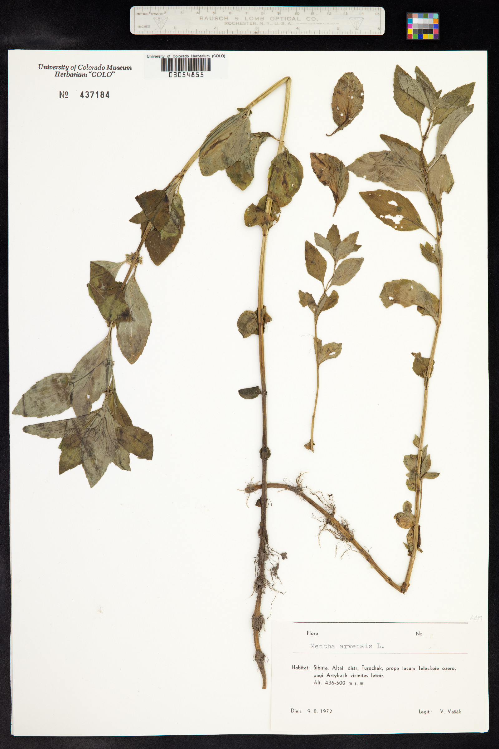 Mentha arvensis image