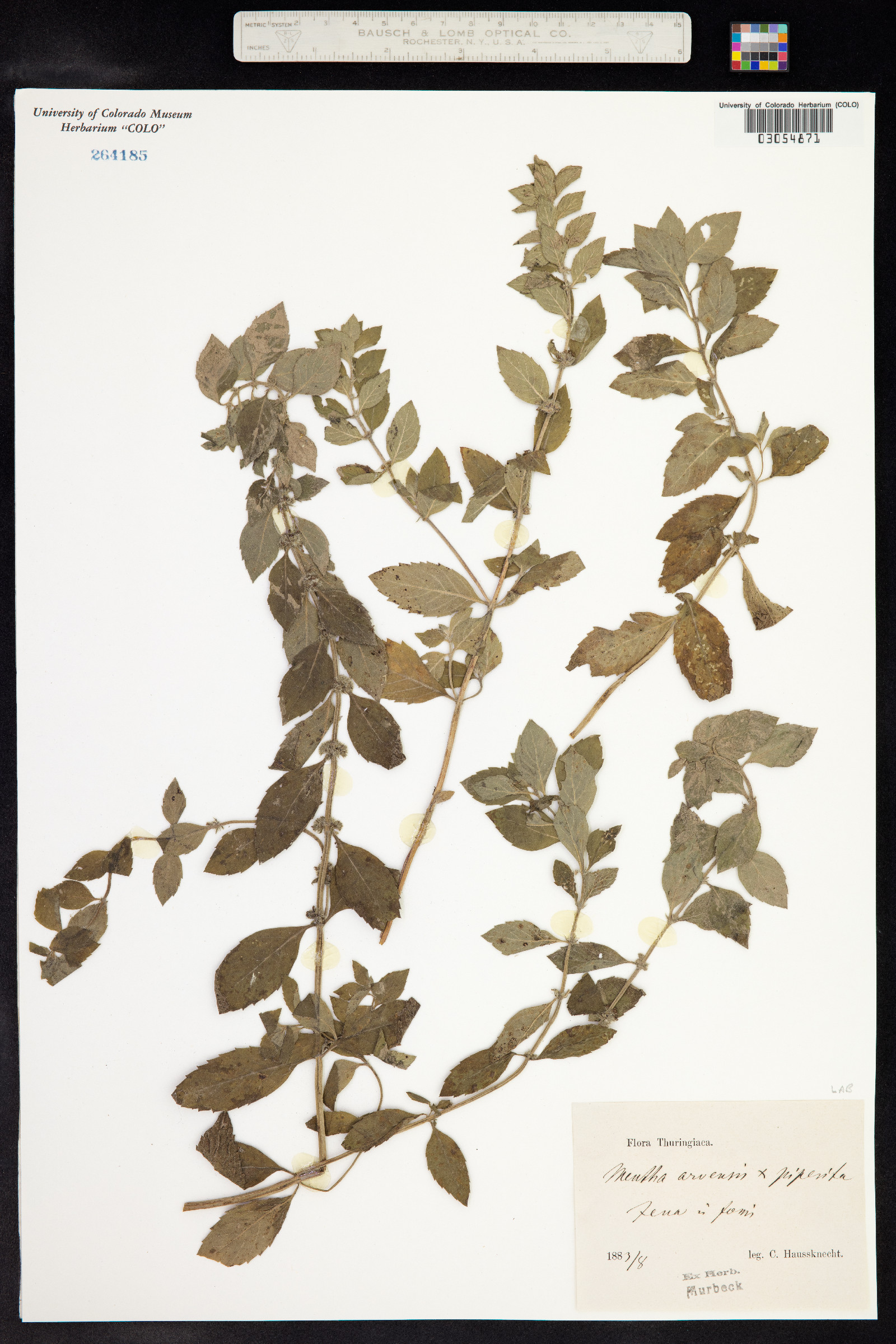 Mentha arvensis image