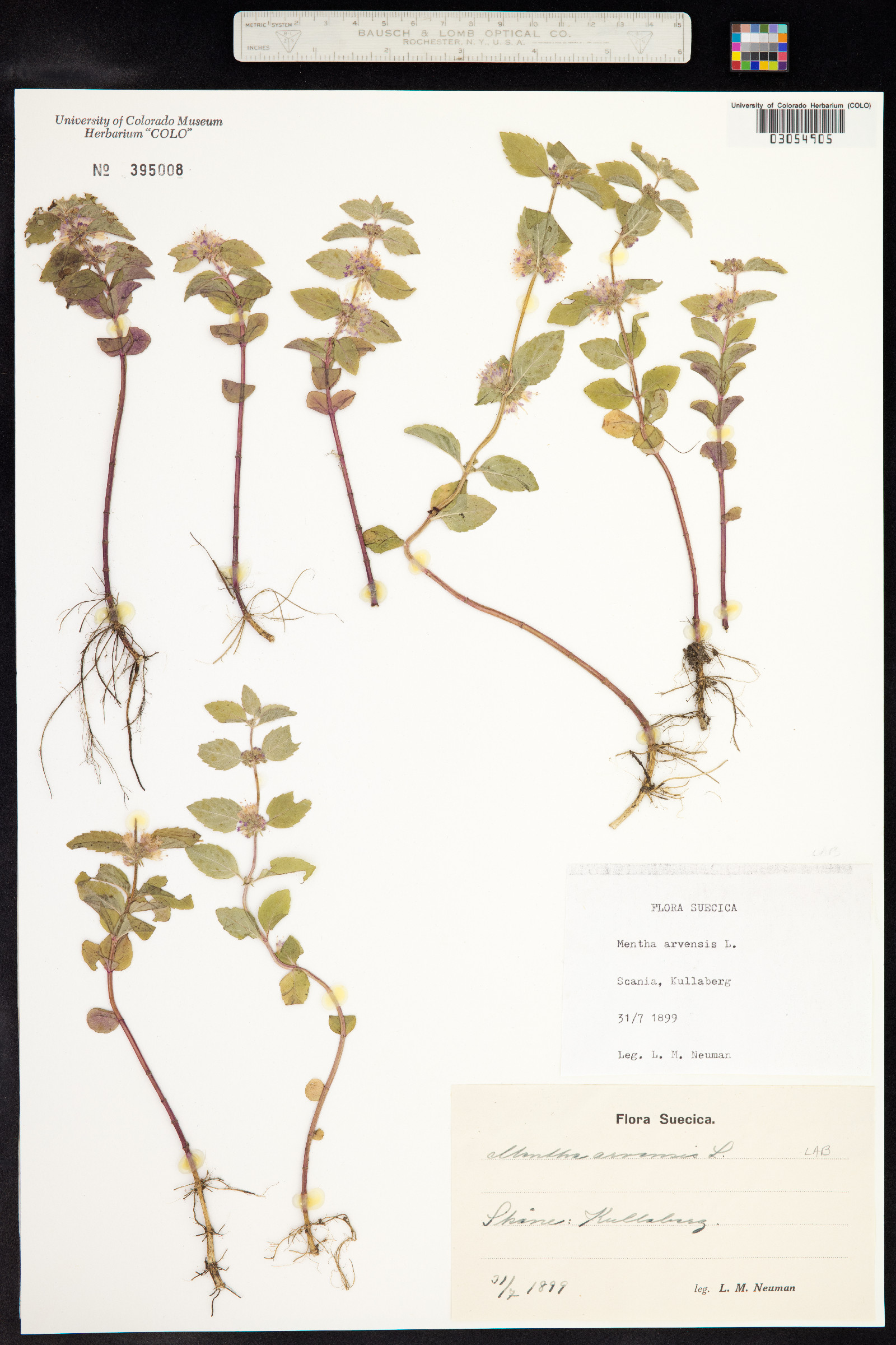 Mentha arvensis image