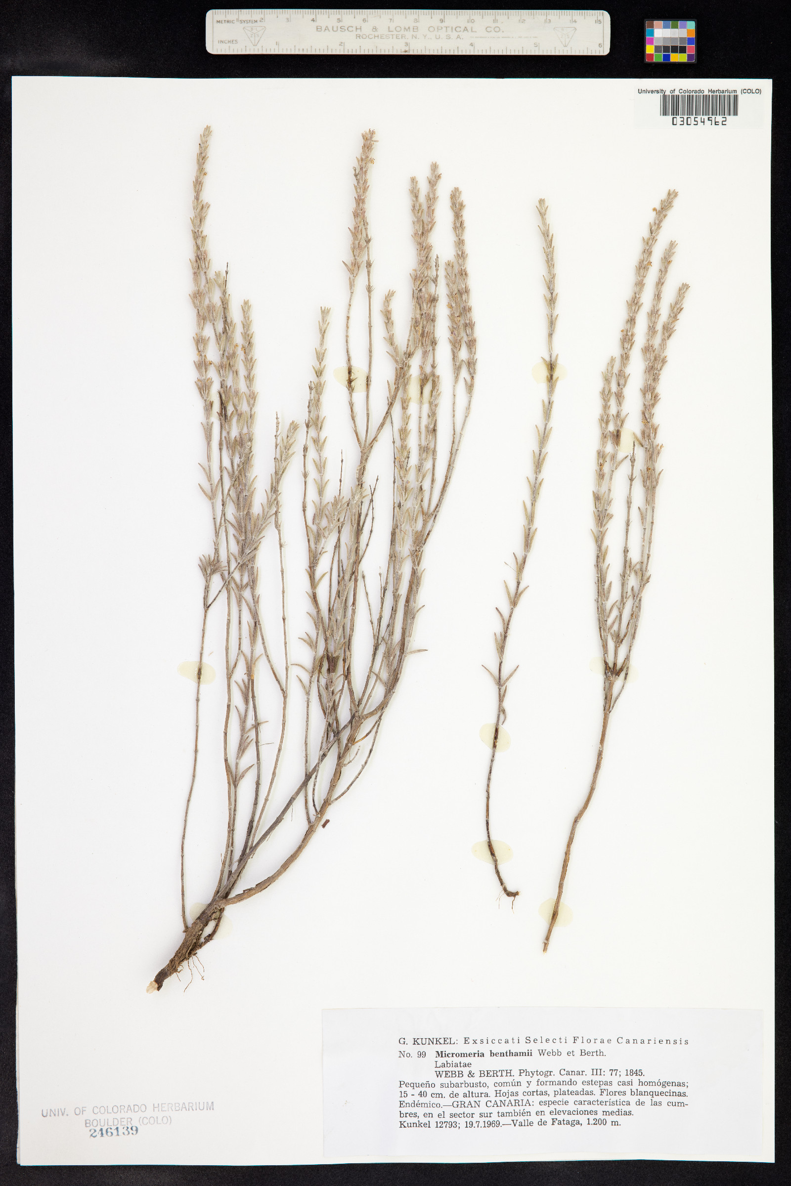 Micromeria benthamii image