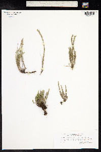 Micromeria cristata image