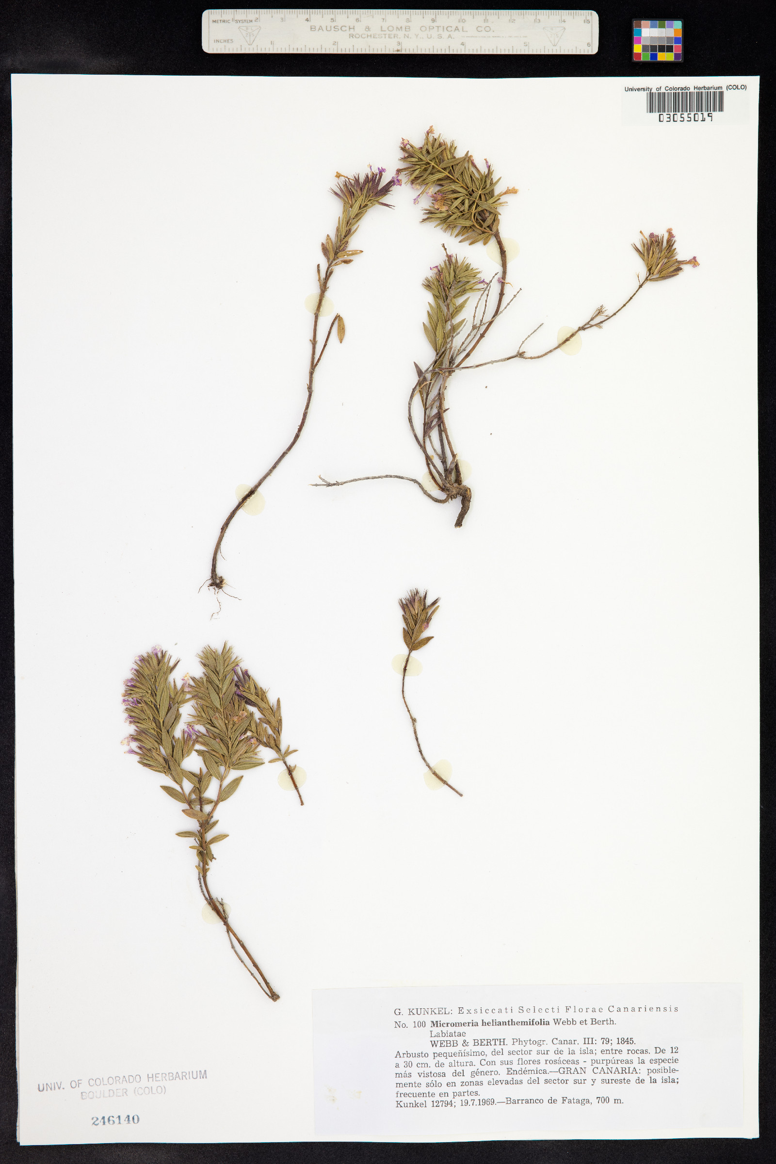 Micromeria helianthemifolia image