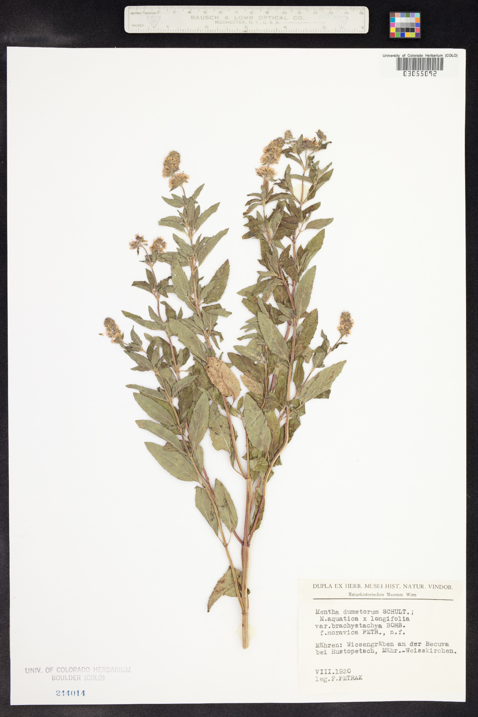 Mentha dumetorum image