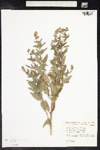 Mentha X piperita image