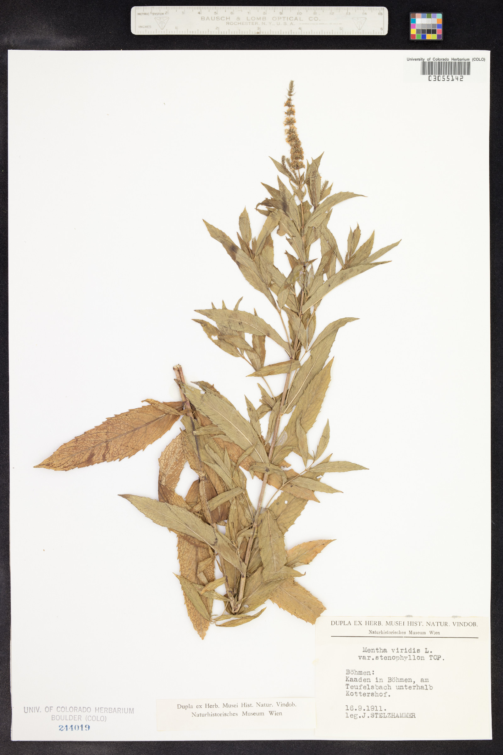 Mentha spicata image