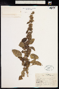 Mesosphaerum suaveolens image