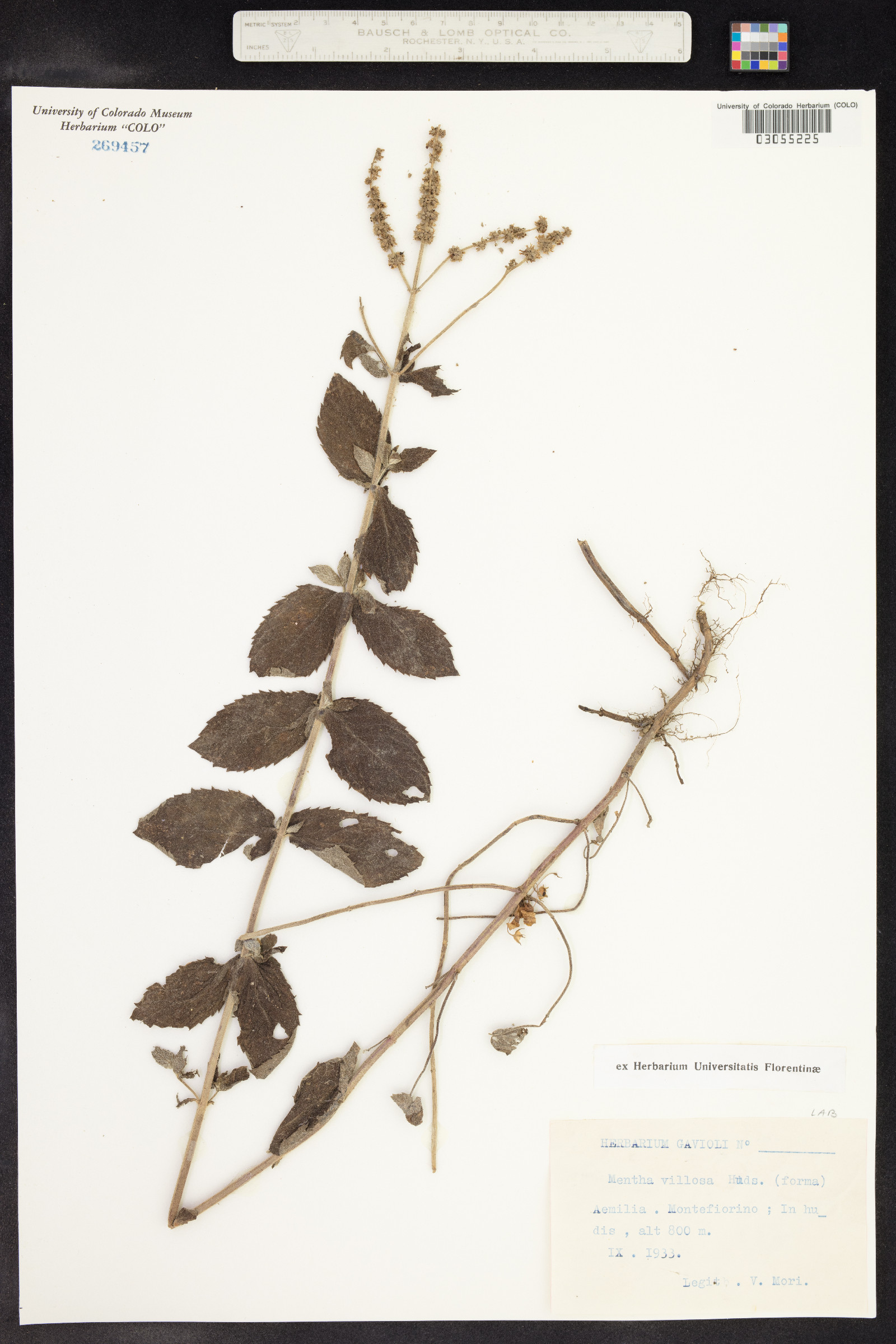 Mentha villosa image