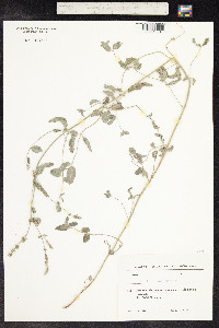 Mentha longifolia var. asiatica image