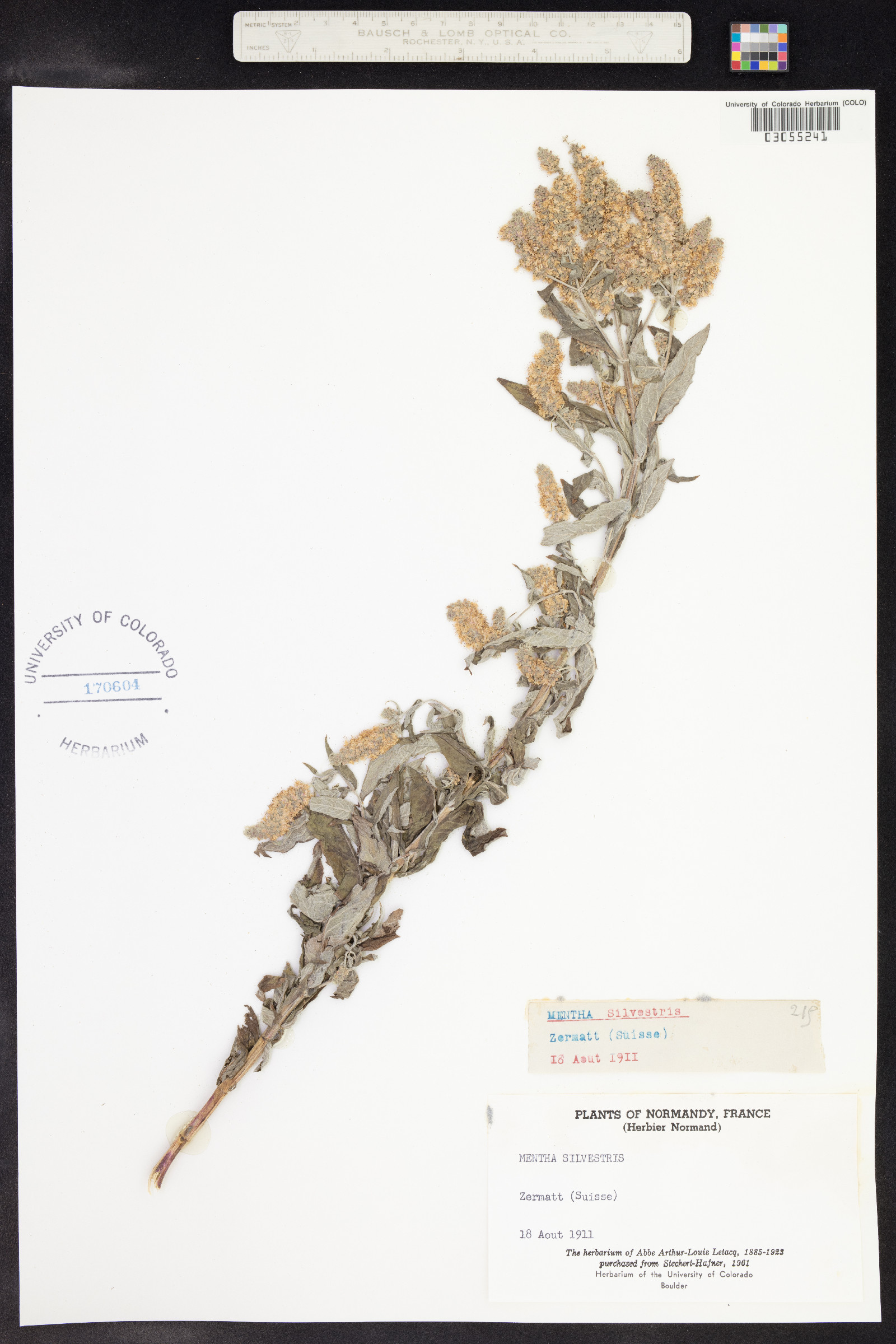 Mentha spicata image