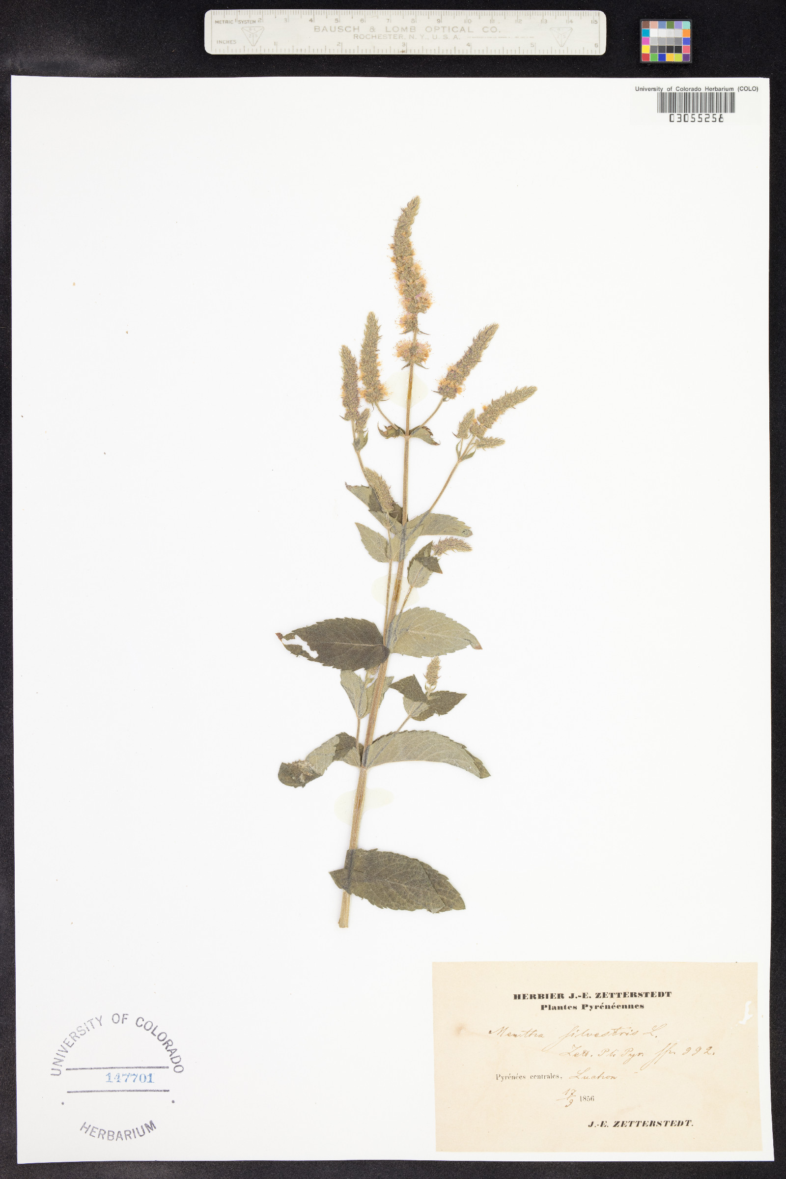 Mentha spicata image