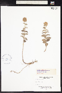 Mentha suaveolens image