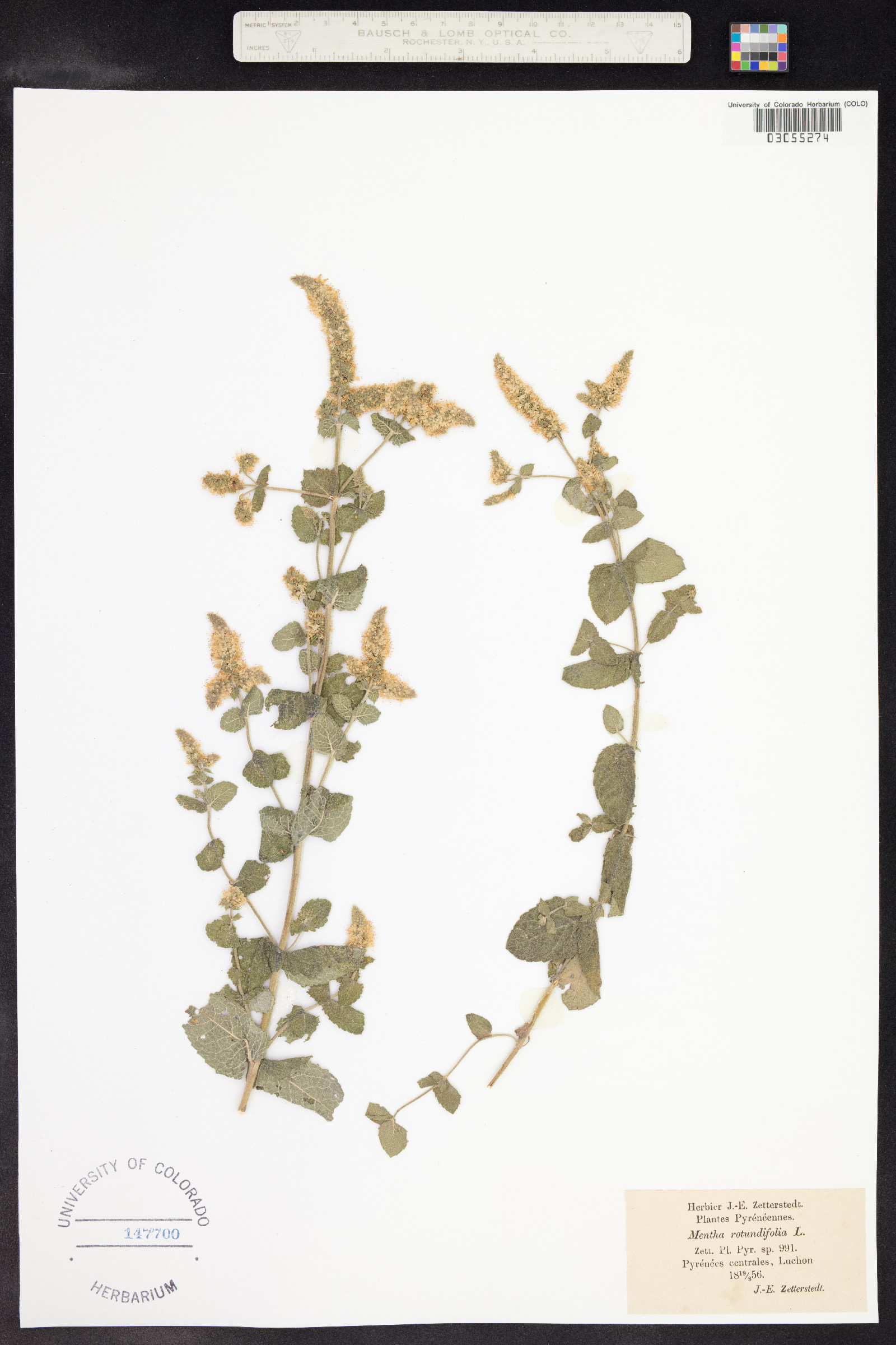 Mentha suaveolens image