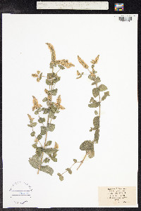 Mentha suaveolens image