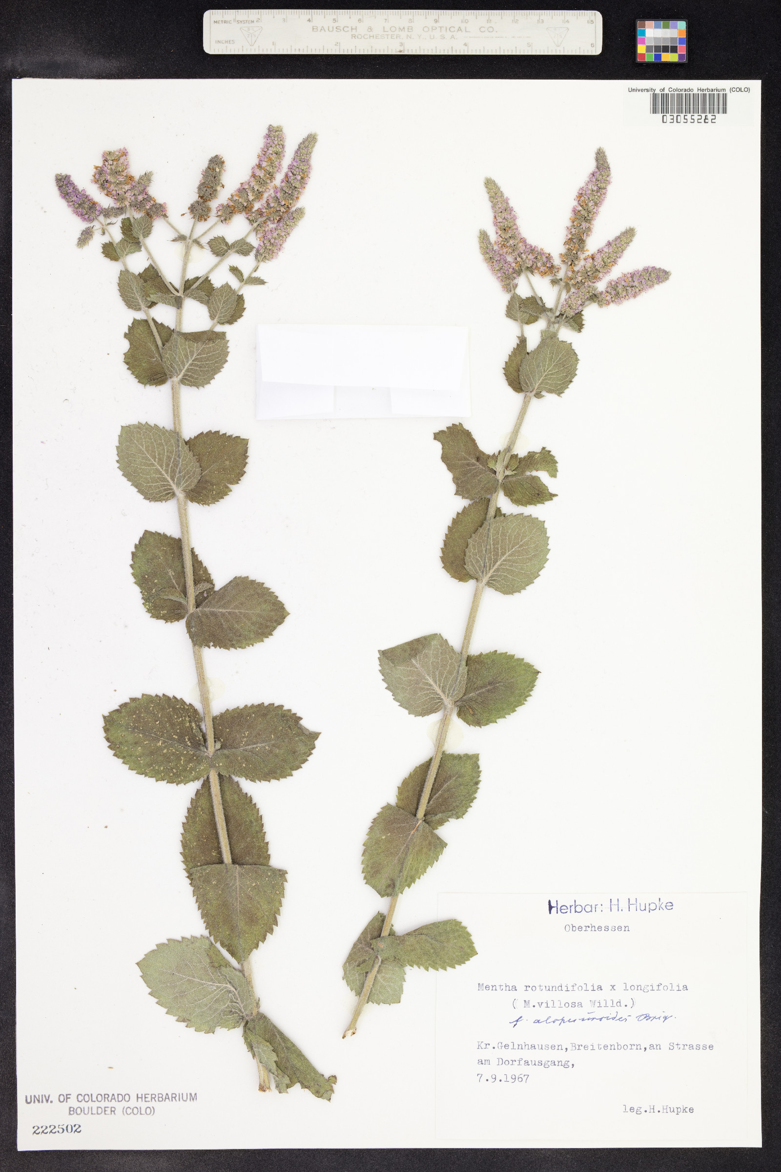 Mentha suaveolens image